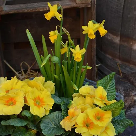 Nocleg ze śniadaniem Chez Cecile Chez Le Vigneron Colmar